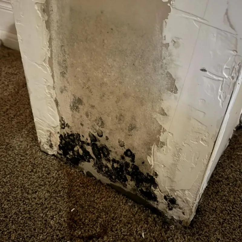 Professional Mold Removal in City of Colonial Heights, VA
